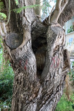 Büyük bir ağacın gövdesine yakın..