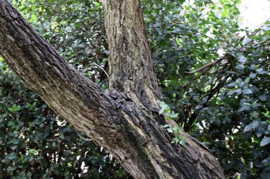 Büyük bir ağacın gövdesine yakın..