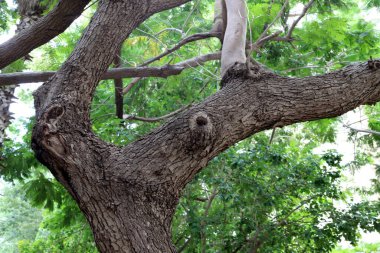 Büyük bir ağacın gövdesine yakın..