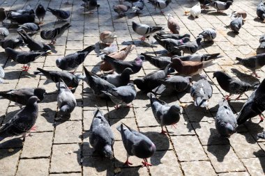 Şehir meydanındaki güvercinler ekmek yiyor..