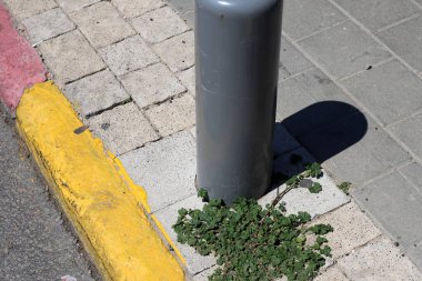 Yeşil bitkiler ve çiçekler yol ve kaldırımda yetişir..