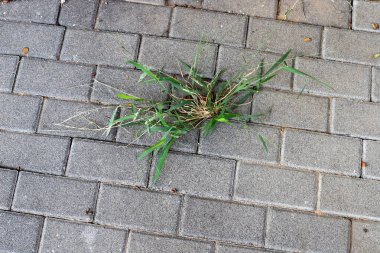 Yeşil bitkiler ve çiçekler yol ve kaldırımda yetişir..