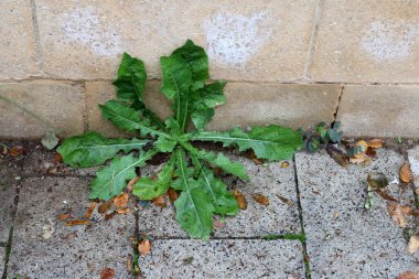 Yeşil bitkiler ve çiçekler yol ve kaldırımda yetişir..