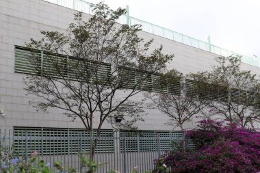 Tel Aviv İsrail 03 / 28 / 2024. Tel Aviv 'deki binalar ve yapılar yüksek ağaçların yaprakları arasında..