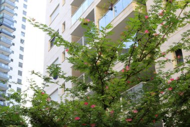 Tel Aviv İsrail 03 / 28 / 2024. Tel Aviv 'deki binalar ve yapılar yüksek ağaçların yaprakları arasında..