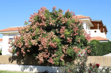 Tel Aviv İsrail 03 / 28 / 2024. Tel Aviv 'deki binalar ve yapılar yüksek ağaçların yaprakları arasında..