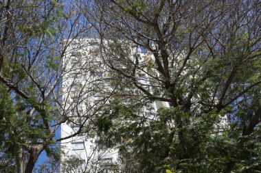 Tel Aviv İsrail 03 / 28 / 2024. Tel Aviv 'deki binalar ve yapılar yüksek ağaçların yaprakları arasında..