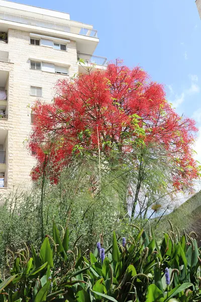 Tel Aviv İsrail 03 / 28 / 2024. Tel Aviv 'deki binalar ve yapılar yüksek ağaçların yaprakları arasında..