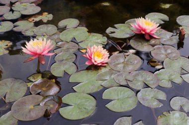 Bir nilüfer taze su havuzunda yetişir..