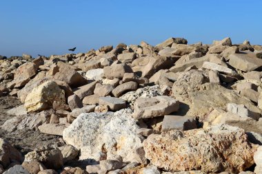 Akdeniz kıyısında taşlar ve kabuklar..