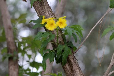 Akdeniz kıyısındaki bir şehir parkında çiçekler..