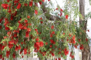 Akdeniz kıyısındaki bir şehir parkında çiçekler..