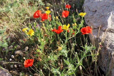 Akdeniz kıyısındaki bir şehir parkında çiçekler..