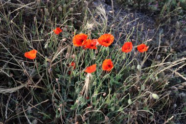 Akdeniz kıyısındaki bir şehir parkında çiçekler..