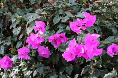 Akdeniz kıyısındaki bir şehir parkında çiçekler..