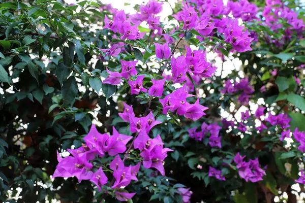 stock image Flowers in a city park on the shores of the Mediterranean Sea.