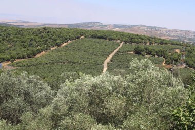 Kuzey İsrail 'deki dağların manzarası.