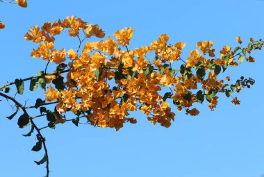 Uzun bir ağacın dalına karşı mavi gökyüzü..