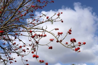 Uzun bir ağacın dalına karşı mavi gökyüzü..