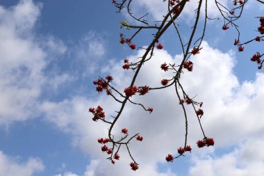 Uzun bir ağacın dalına karşı mavi gökyüzü..