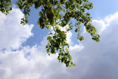 Uzun bir ağacın dalına karşı mavi gökyüzü..