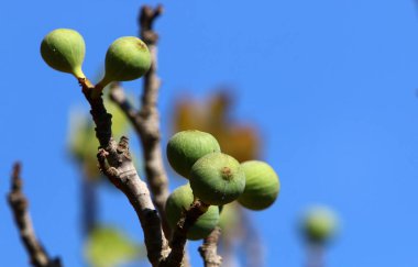 Uzun bir ağacın dalına karşı mavi gökyüzü..
