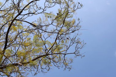 Uzun bir ağacın dalına karşı mavi gökyüzü..