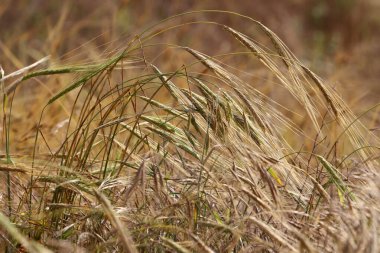Yeşil bitkiler ve çiçekler kapanıyor. Bitkiler ve çiçeklerden oluşan soyut doğal arkaplan.