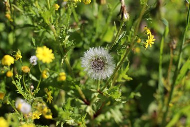 Yeşil bitkiler ve çiçekler kapanıyor. Bitkiler ve çiçeklerden oluşan soyut doğal arkaplan.