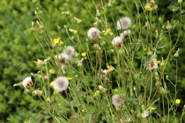 Yeşil bitkiler ve çiçekler kapanıyor. Bitkiler ve çiçeklerden oluşan soyut doğal arkaplan.