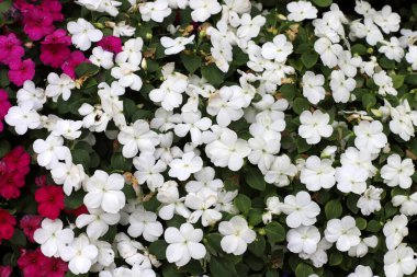 Yeşil bitkiler ve çiçekler kapanıyor. Bitkiler ve çiçeklerden oluşan soyut doğal arkaplan.