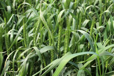 Yeşil bitkiler ve çiçekler kapanıyor. Bitkiler ve çiçeklerden oluşan soyut doğal arkaplan.