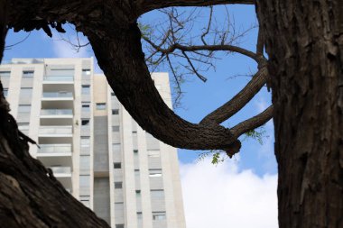 Tel Aviv 'deki binalar ve yapılar, uzun ağaç dalları ve yapraklarının arka planına karşı..