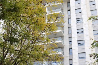 Tel Aviv 'deki binalar ve yapılar, uzun ağaç dalları ve yapraklarının arka planına karşı..