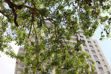 Tel Aviv 'deki binalar ve yapılar, uzun ağaç dalları ve yapraklarının arka planına karşı..