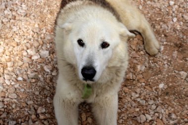 Akdeniz kıyısındaki şehir parkında yürüyüş yapan bir köpek..