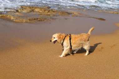 Akdeniz kıyısındaki şehir parkında yürüyüş yapan bir köpek..