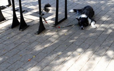 Akdeniz kıyısındaki şehir parkında yürüyüş yapan bir köpek..