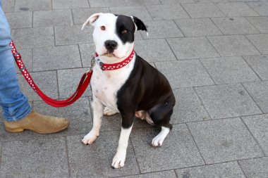 Akdeniz kıyısındaki şehir parkında yürüyüş yapan bir köpek..