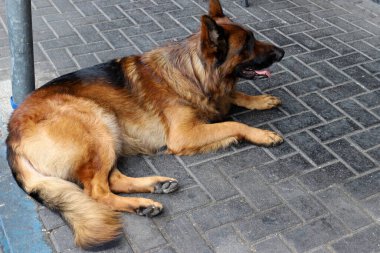 Akdeniz kıyısındaki şehir parkında yürüyüş yapan bir köpek..