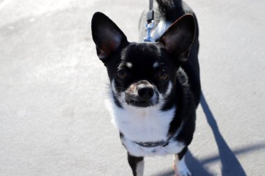 Akdeniz kıyısındaki şehir parkında yürüyüş yapan bir köpek..