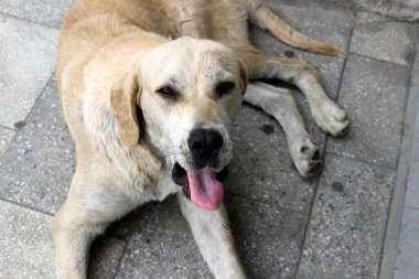 Akdeniz kıyısındaki şehir parkında yürüyüş yapan bir köpek..