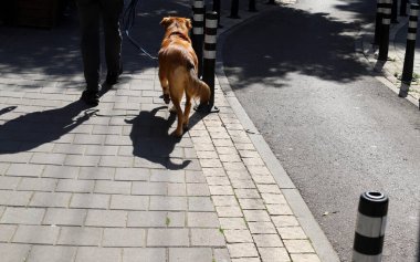 Akdeniz kıyısındaki şehir parkında yürüyüş yapan bir köpek..
