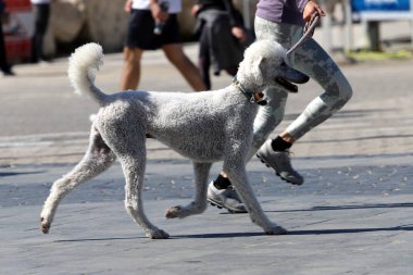 Akdeniz kıyısındaki şehir parkında yürüyüş yapan bir köpek..