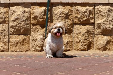 Akdeniz kıyısındaki şehir parkında yürüyüş yapan bir köpek..