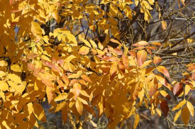 Doğal yeşil arkaplan. Ağaç dalları ve yaprakları yakın..