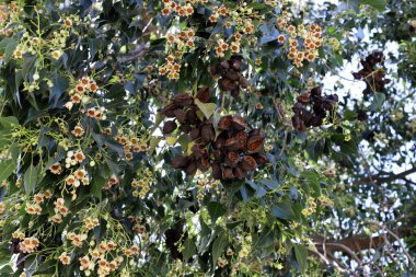 Doğal yeşil arkaplan. Ağaç dalları ve yaprakları yakın..