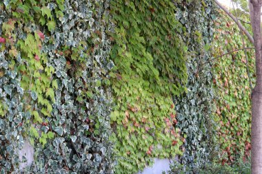 Doğal yeşil arkaplan. Ağaç dalları ve yaprakları yakın..