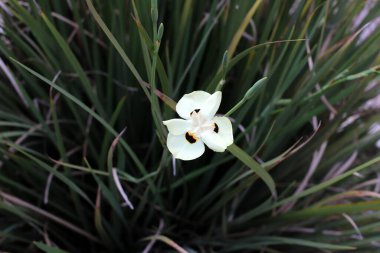 Doğal yeşil arkaplan. Ağaç dalları ve yaprakları yakın..