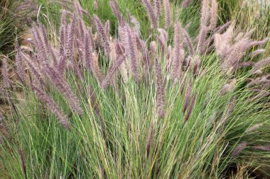 Doğal yeşil arkaplan. Ağaç dalları ve yaprakları yakın..